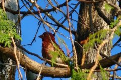 Purple-Finch-in-Cedar