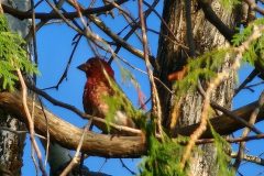 Purple-Finch-in-Cedar-3