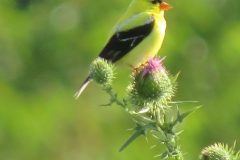 Yellow-Finch-on-Thistle-Profile
