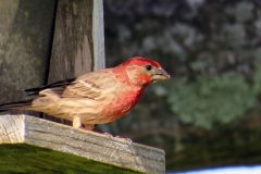 IMG_1149