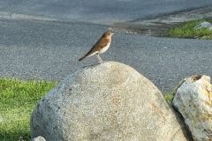 Bird-on-a-rock