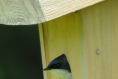 Birdhouse-resident