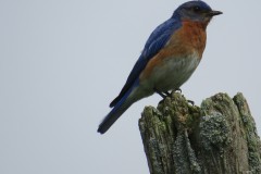 Blue-bird-pole-close