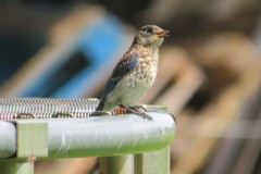Bluebird-Juvenile-on-hay-ring