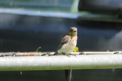 Bluebird-Juvenile-on-trampoline