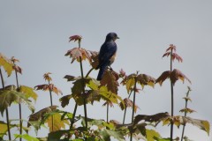 Bluebird-Tree-sun-dark-blue-1