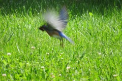 Bluebird-in-for-a-landing