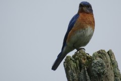 Bluebird-up-close