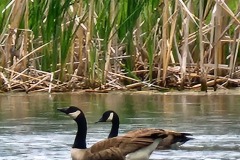 Canadian-Geese-Pond