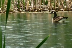 Canadian-Goose-Pond-2