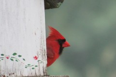 Cardinal-Crest