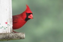Cardinal-Feeder