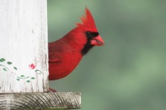 Cardinal-Peek-Crest