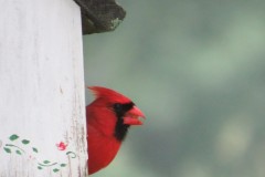 Cardinal-Peek