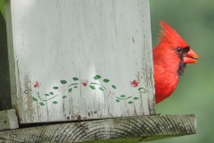 Cardinal-Plummage