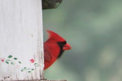 Cardinal-crest-2