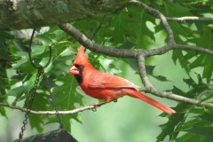 Cardinal-fun