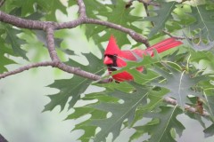 Cardinal-in-hiding
