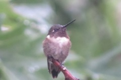 Hummingbird-Tree