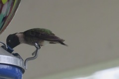 Hummingbird-at-feeder