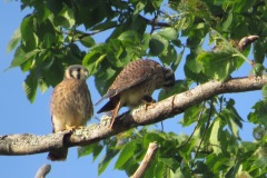 Kestrel-Lunch-Are-you-going-to-share