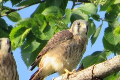 Kestrel-Lunch-No-I-am-not-going-to-share
