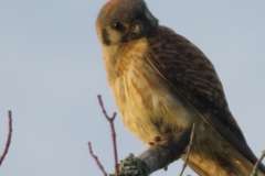Kestrel-What-are-you-lookin-at