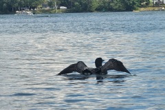 Loon-Drying-Off