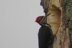 Pileated-Woddpecker