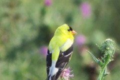 Yellow-Finch-on-Thistle-2