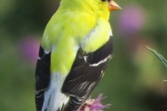 Yellow-Finch-on-Thistle-Close-Up-2