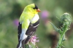 Yellow-Finch-on-Thistle-Close-Up