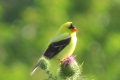 Yellow-Finch-on-Thistle-Profile-2