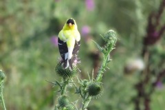 Yellow-Finch-on-Thistle-You-llokin-at-Me