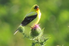 Yellow-Finch-on-Thistle-You-lookin-at-Me-2