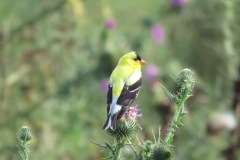 Yellow-Finch-on-Thistle