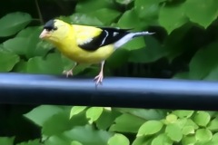 Yellow-Finch