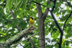 Yellow-Throated-Bird-3