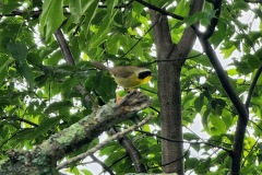 Yellow-Throated-Bird-4