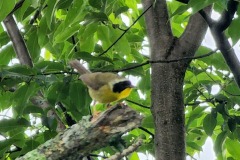 Yellow-Throated-Bird-Up-Close
