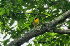 Yellow-Throated-Bird-in-tree