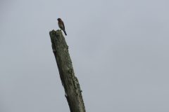 Bluebird-on-pole