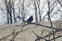 Bluebird