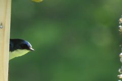 Birdhouse-Peek