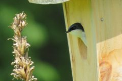 Birdhouse-resident-weed