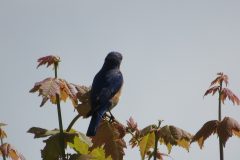Bluebird-Tree-sun-dark-blue