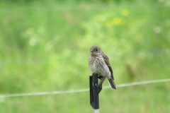 Bluebird-looking-at-me