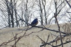 Bluebird