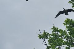 Canadian-Geese-FLight