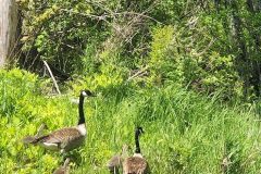 Canadian-Geese-Family-of-5
